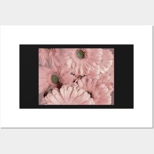 GERBERA,,,, Posters and Art